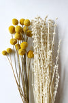 mode, Dried Natural Lion's Tail Bunch