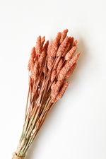 mode, dried phalaris