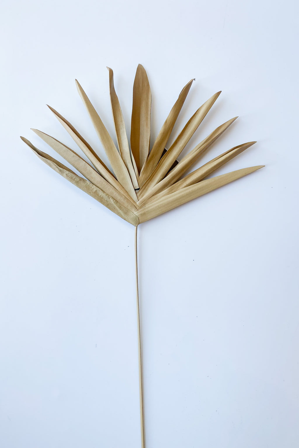 mode, dried buri palm lady finger pick