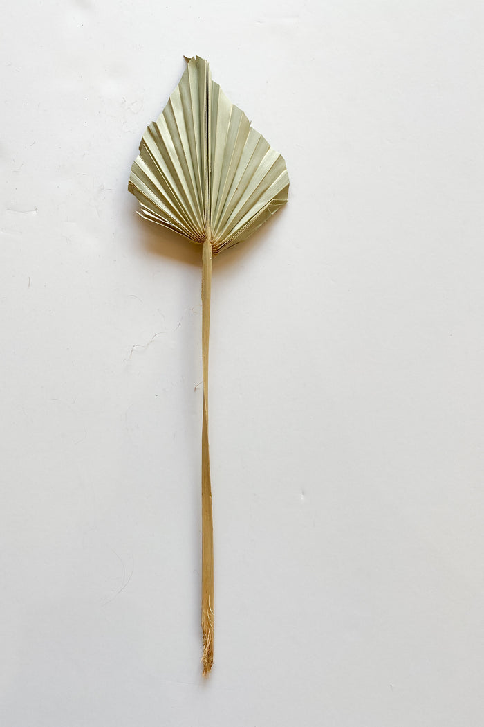 mode, palm spear