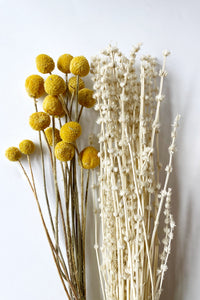 mode, 17-3/4"H Dried Natural Craspedia Bunch