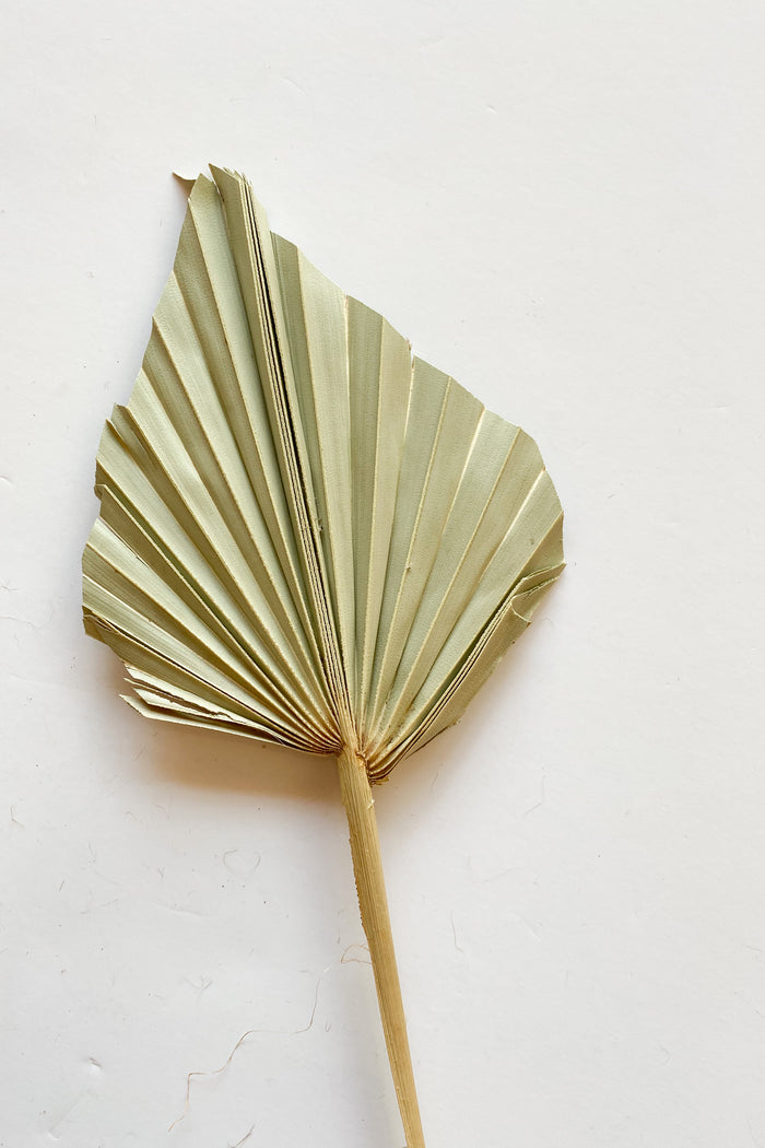 mode, palm spear