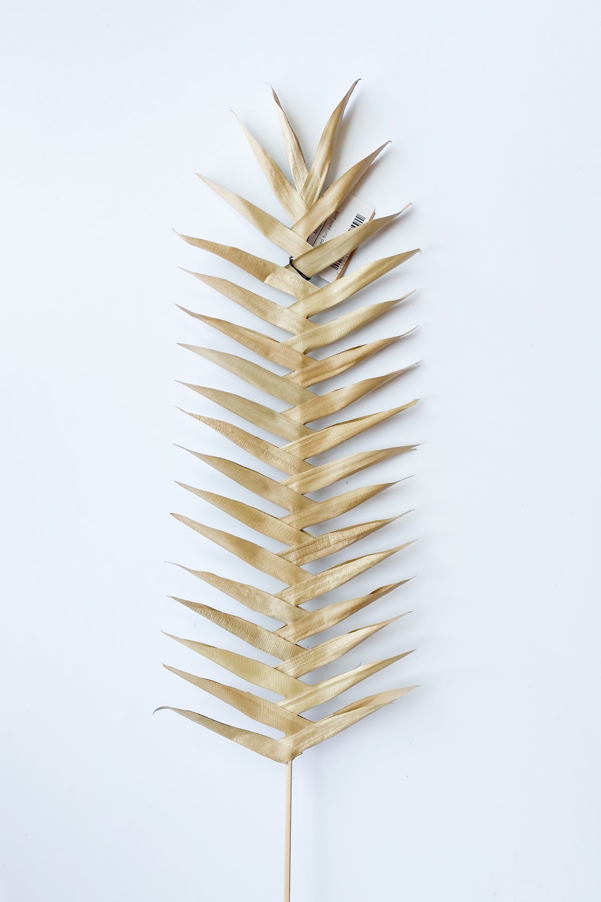 mode, dried buri palm pick