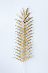 mode, dried buri palm pick