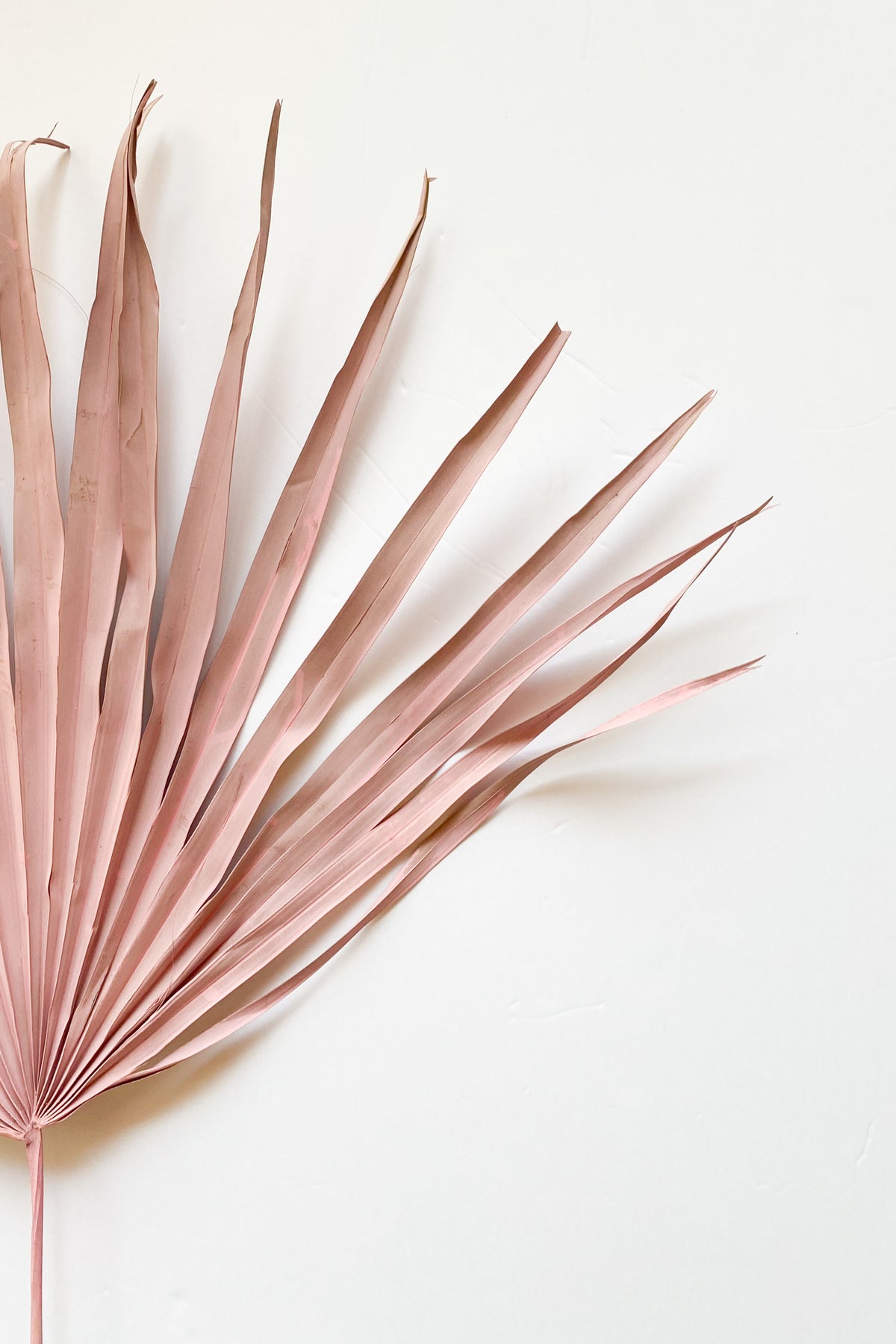 mode, pink dried palm leaf