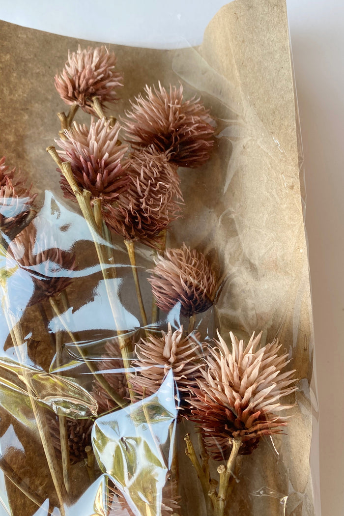 mode, dried natural platycanya bunch