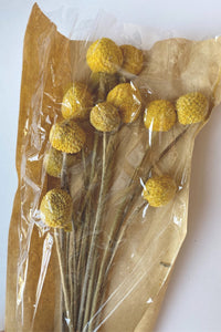 mode, 17-3/4"H Dried Natural Craspedia Bunch