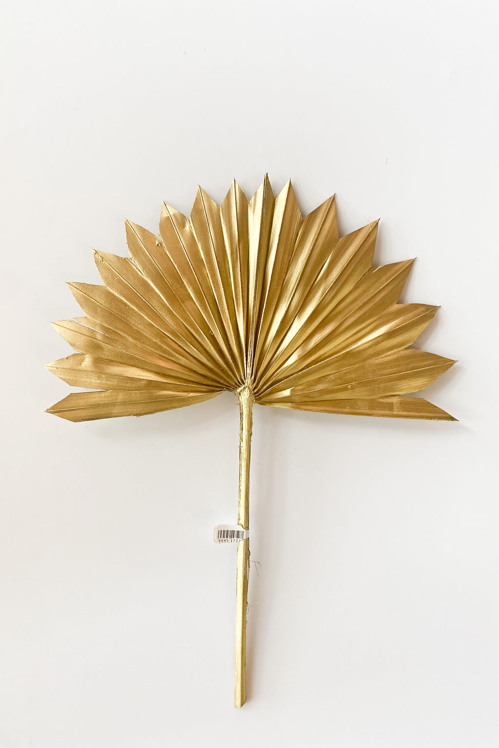 mode, gold dried sun palm