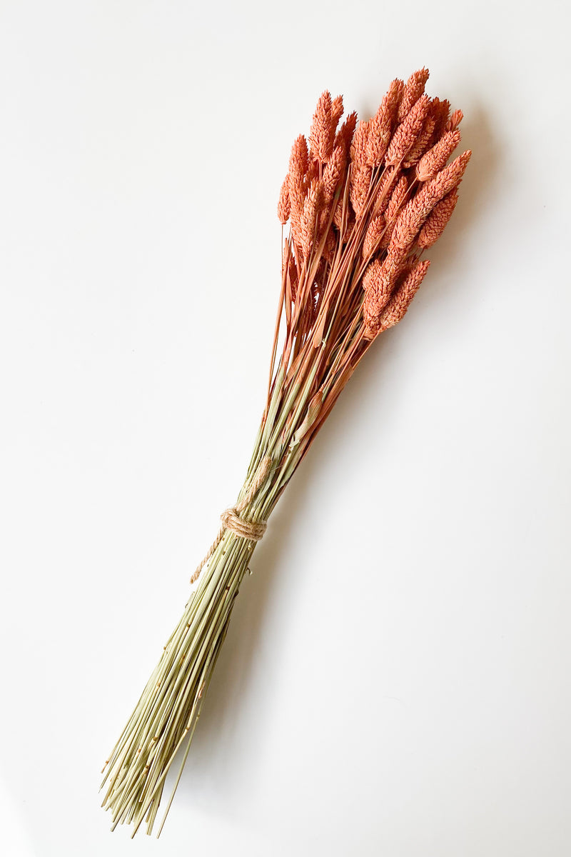 mode, dried phalaris
