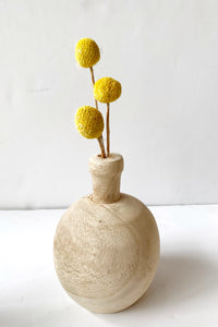 mode, 17-3/4"H Dried Natural Craspedia Bunch