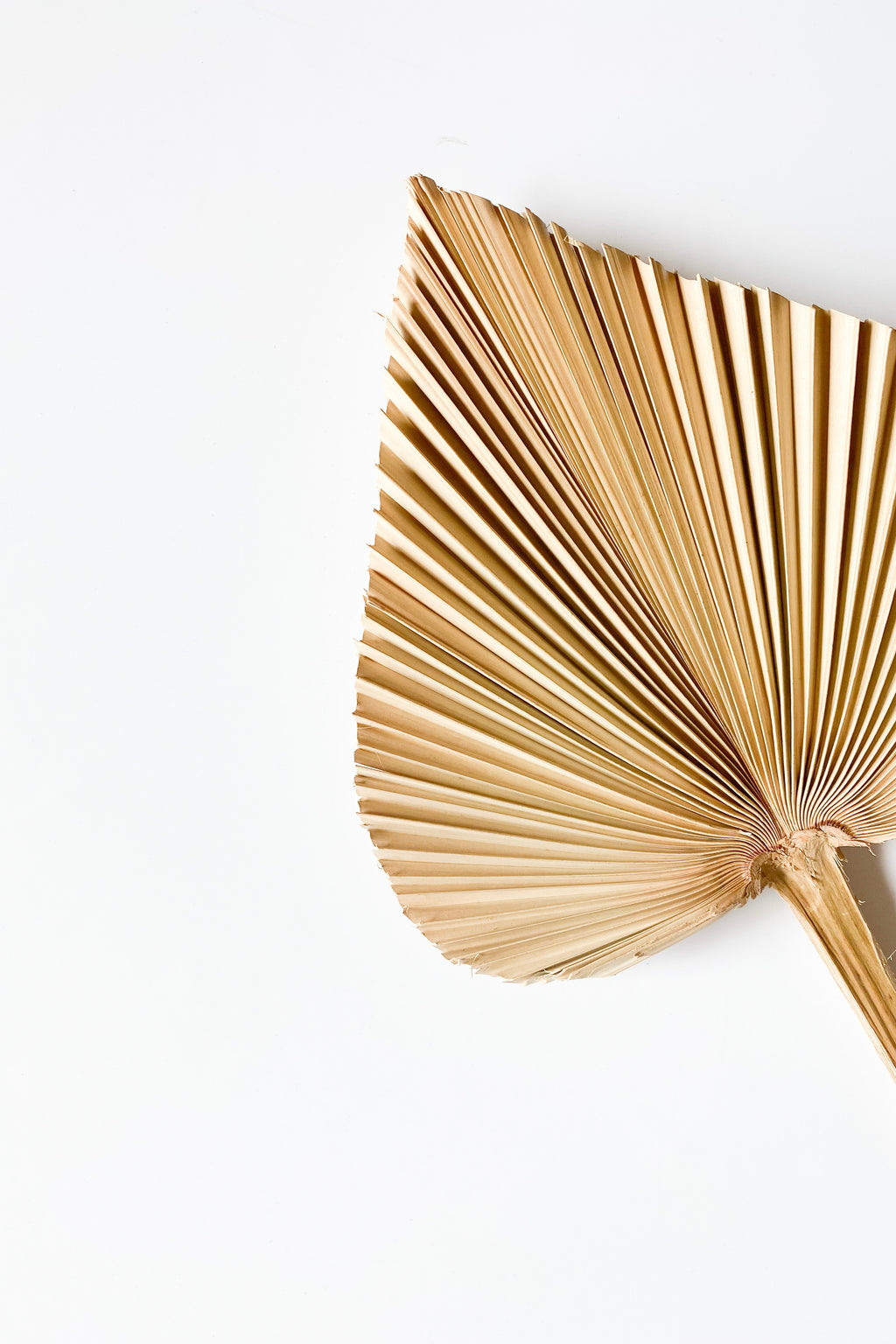 mode, natural dried palm spear 2.0