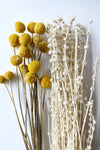mode, Dried Natural Lion's Tail Bunch